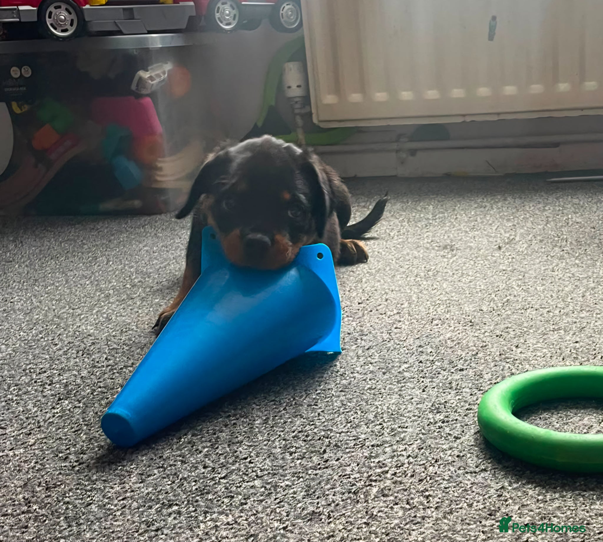 Rottweiler dogs Pure Pedigree Rottweiler Puppies - Advert 1
