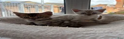 Bengal cats for sale: Bengal Kittens GCCF Registered - Advert 9