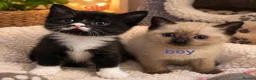 Mixed Breed cats for sale: 🐾 LOVELY KITTENS LOOKING FOR LOVING HOMES 🐾 - Advert 5