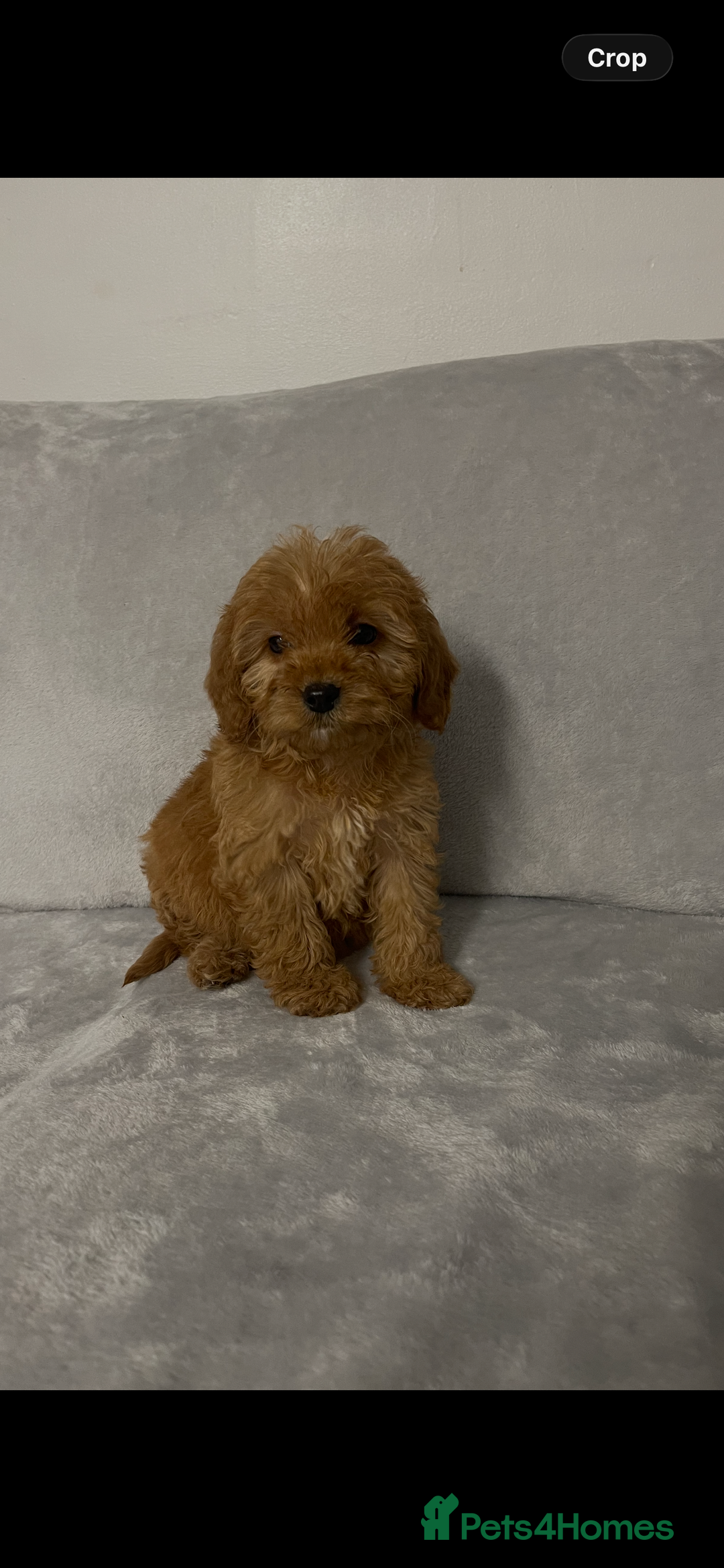 Cockapoo dogs for sale: 5 beautiful cockapoos  - Advert 19