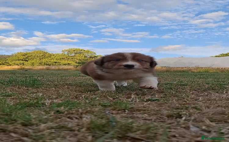 Border Collie dogs - Advert 6