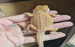 Bearded Dragon reptiles for sale: Baby Bearded dragons. Witblits, genetic stripes - Image 22