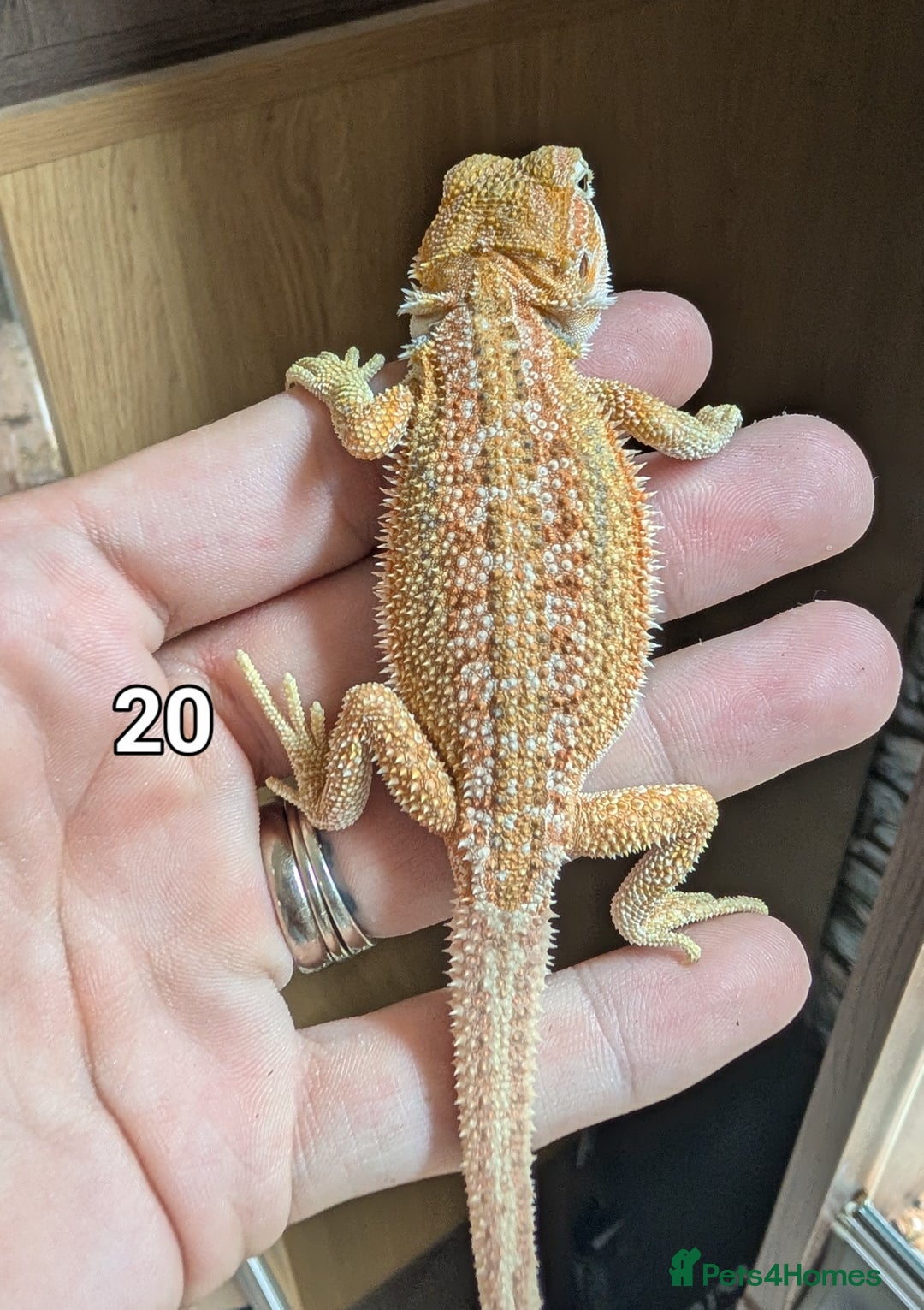 Bearded Dragon reptiles for sale: Baby Bearded dragons. Witblits, genetic stripes - Image 22