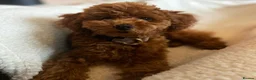 Toy Poodle dogs for sale: Milo Beautiful Male Toy Poodle Puppy - Advert 7