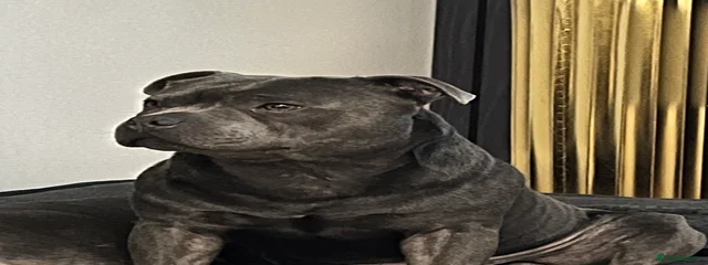 Buster