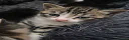 Domestic Shorthair cats for sale: Beautiful black and tabby babies  - Advert 10