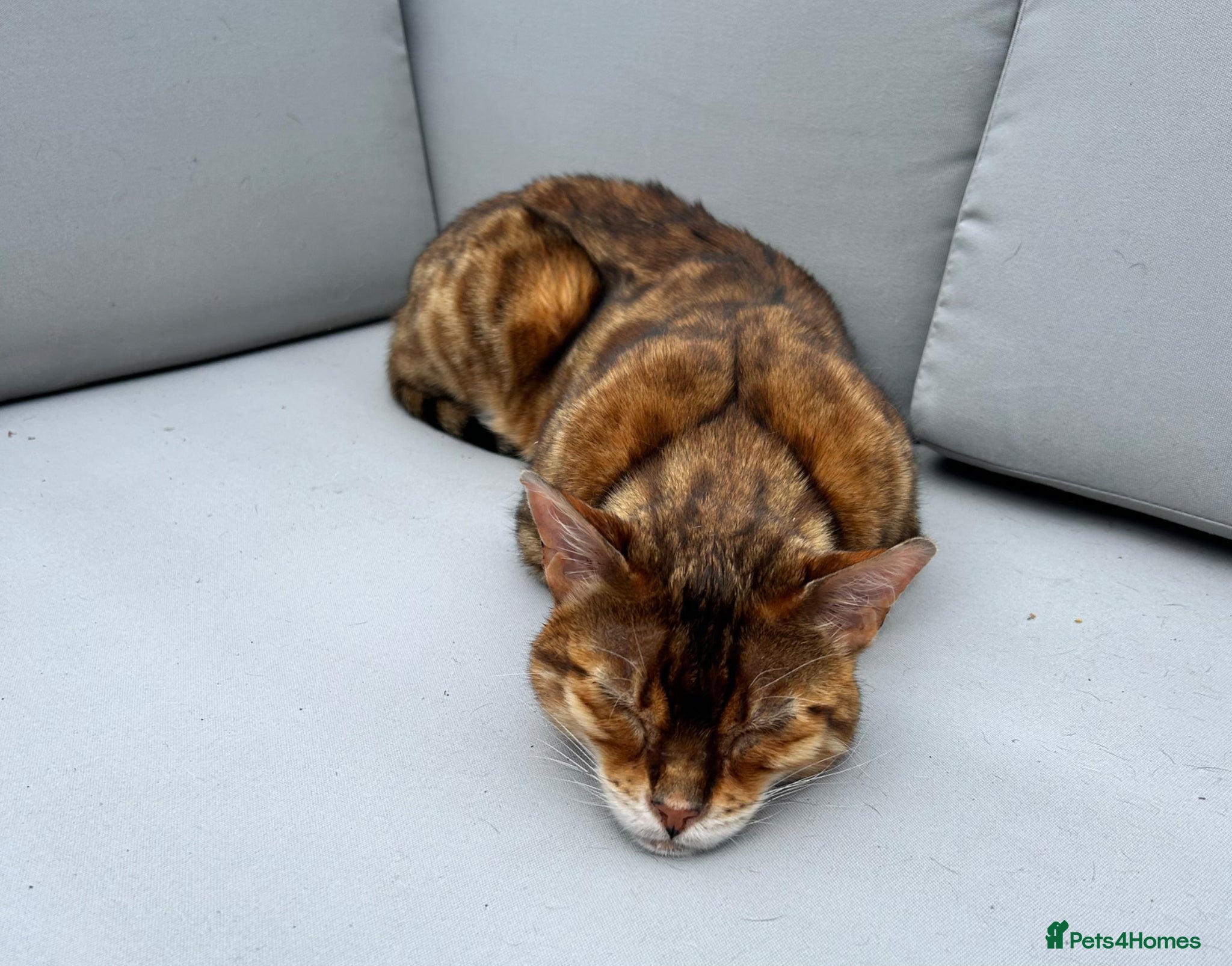 Bengal cats Paddy the Bengal  - Advert 7