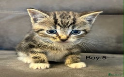 British Shorthair cats for sale: Stunning kittens available  - Image 2