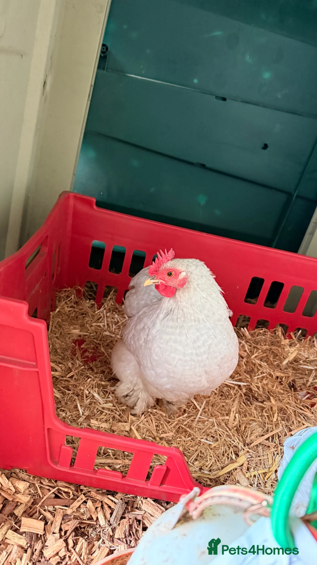 Chickens poultry for sale: Lavender cuckoo pekin bantam hens  - Advert 2