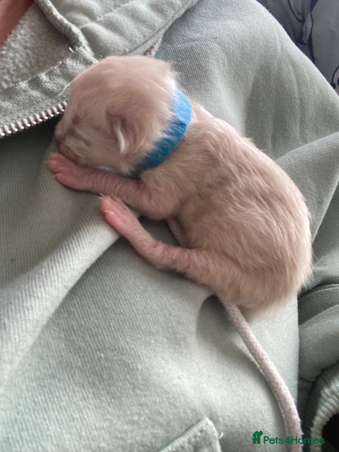 Ragdoll cats for sale: 6 ragdoll kittens  - Image 7