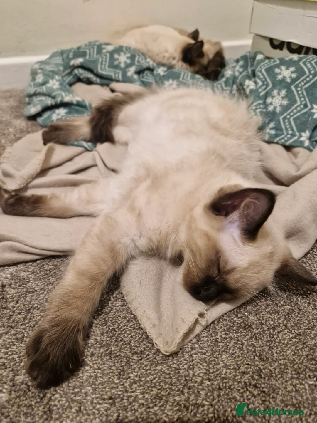 Ragdoll cats for sale: 3 Beautiful Ragdoll Kittens for Sale 🐾 - Advert 9