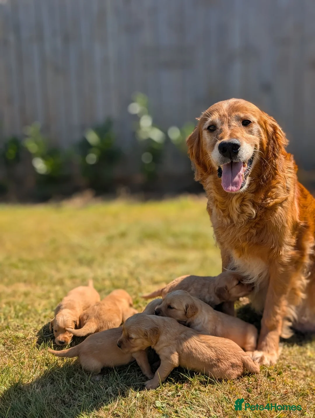 Golden Retriever dogs for sale: KC Working Golden Retriever Puppies in Launceston - Advert 2