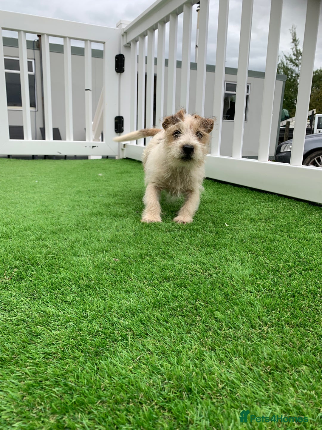 Jack Russell dogs for sale: Jack Russell Terrier  - Image 4