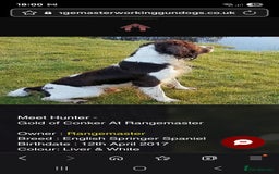 English Springer Spaniel dogs for sale: Cracking springer spaniel puppies  - Advert 9