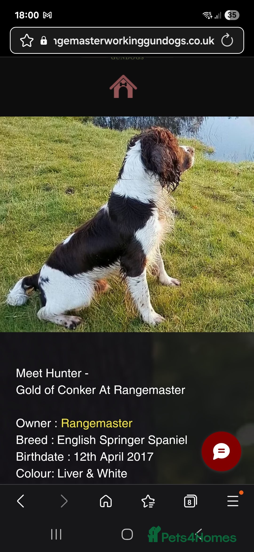 English Springer Spaniel dogs for sale: Cracking springer spaniel puppies  - Advert 9