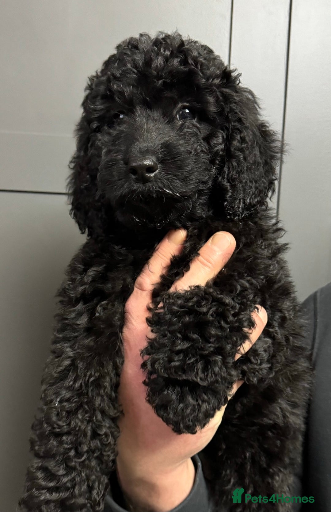 Cockapoo dogs for sale: Cockapoo puppies ready now full vacs/health tested - Advert 6