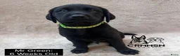 Labrador Retriever dogs for sale: Outstanding, Health Tested, KC Reg, Labrador Pups - Advert 12