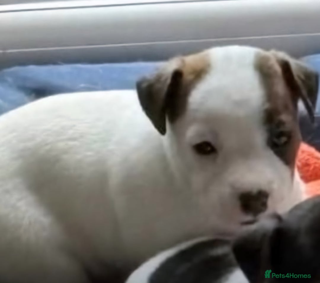 Jack Russell dogs for sale: Jack Russell Puppies  - Image 5
