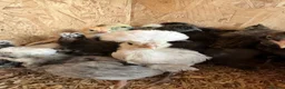 Mixed Breed poultry for sale: Ducks, ducklings, pullets, chicks - Advert 20