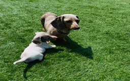 Miniature Dachshund dogs for sale: Lilac pied dachshund puppy - Image 6