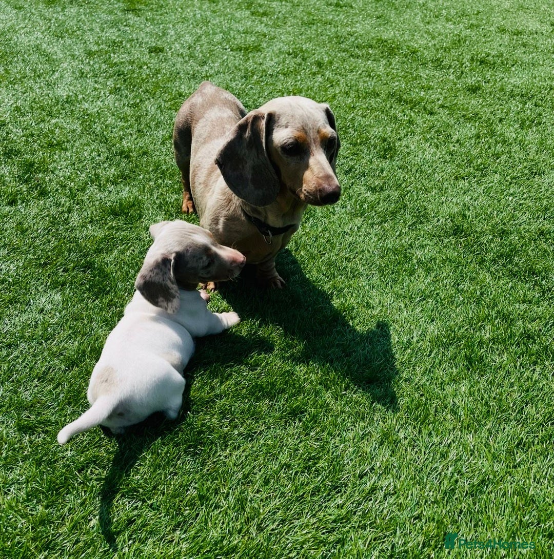 Miniature Dachshund dogs for sale: Lilac pied dachshund puppy - Image 6
