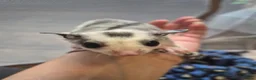 Sugar Glider rodents for sale: Male ringtail mosaic ready to reserve  - Advert 3