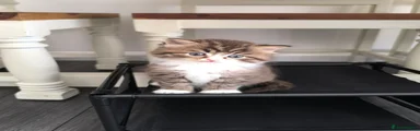 British Longhair Kitten 2