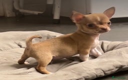 Chihuahua dogs for sale: CHIHUAHUA PUPPIES - Image 19