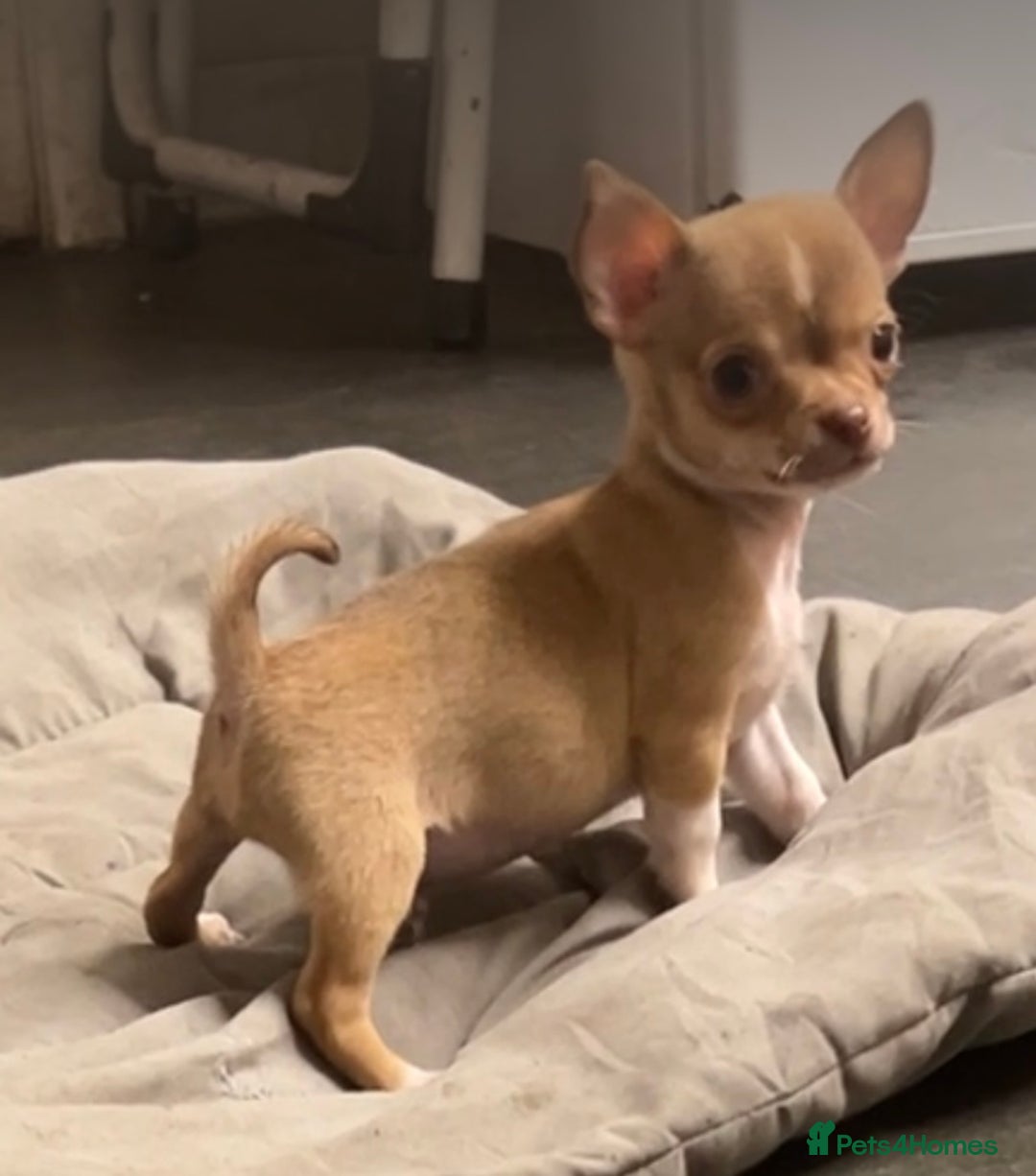 Chihuahua dogs for sale: CHIHUAHUA PUPPIES - Image 19