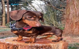 Miniature Dachshund dogs for sale: KC Reg Pedigree Mini Smooth Haired Dachshunds - Image 26