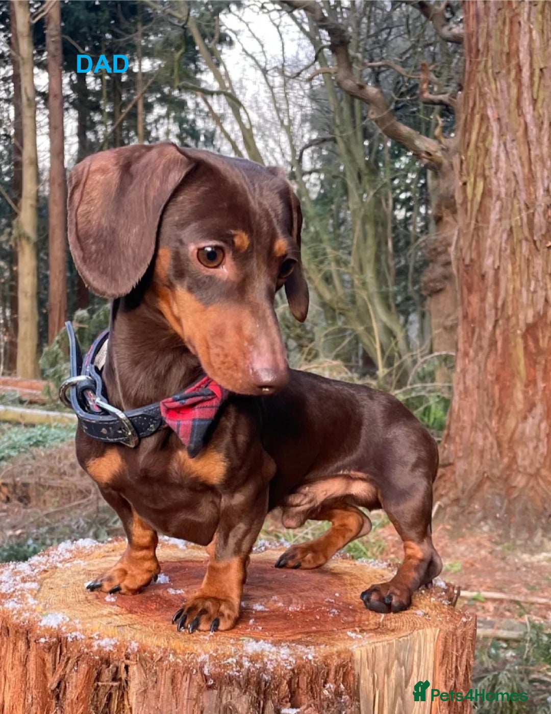 Miniature Dachshund dogs for sale: KC Reg Pedigree Mini Smooth Haired Dachshunds - Image 26