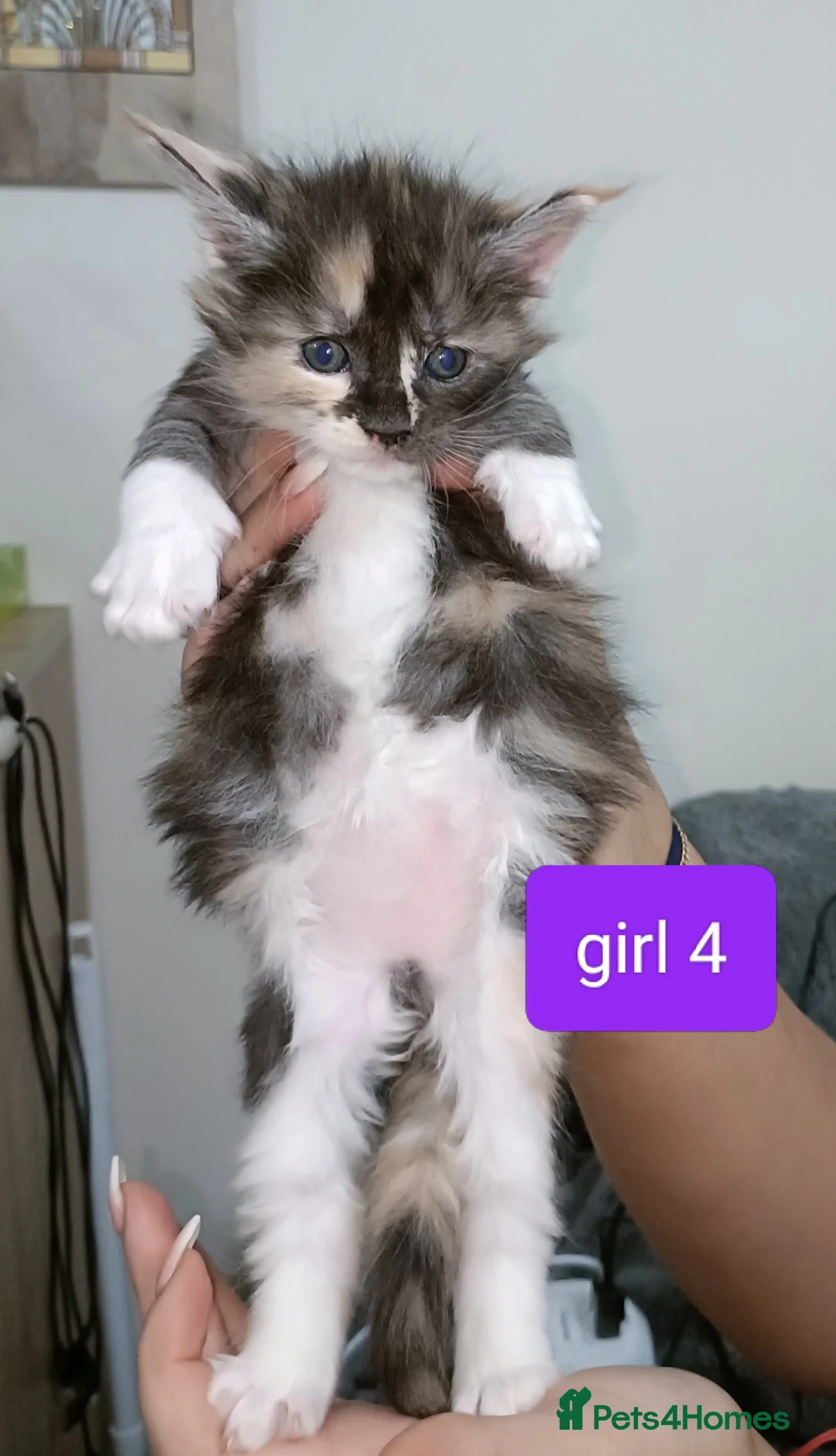 Maine Coon cats for sale: 😻😻😻Adorable fluffy Maine Coon kittens 😻😻😻 - Advert 13