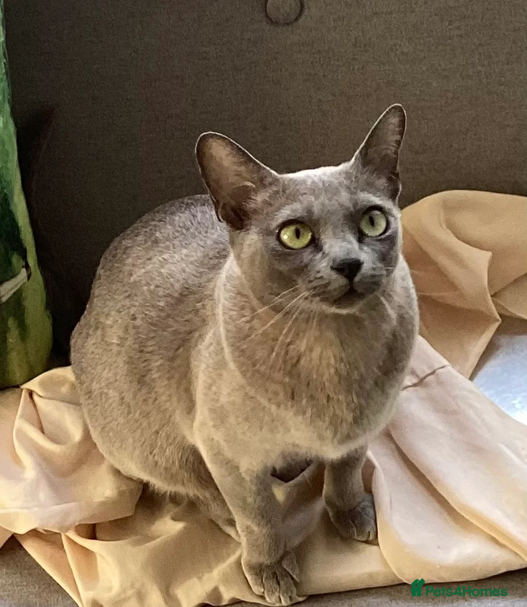 Burmese cats for sale: Burmese young Adult ex breeding queen - Advert 5