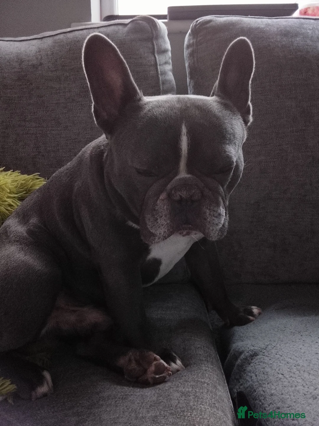 French Bulldog dogs for sale: FRANK in Leicester - Advert 2