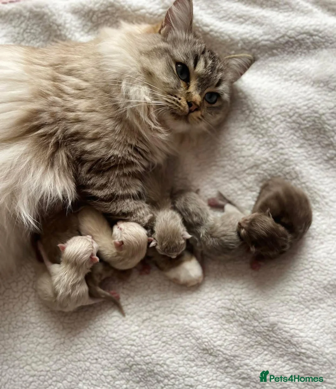 Ragdoll cats for sale: TICA registered cherubim kittens - Advert 22