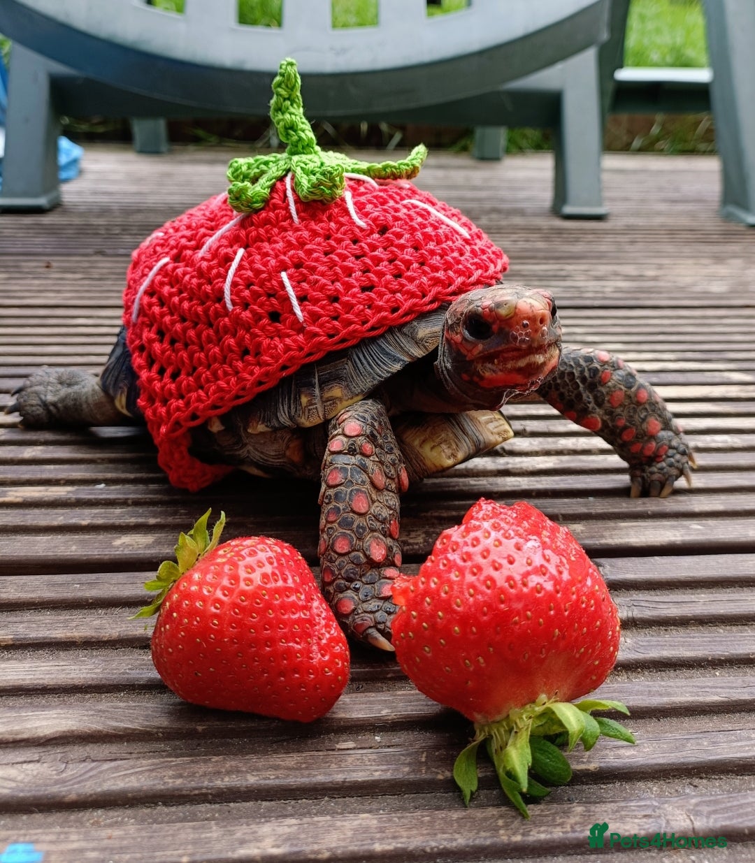 Tortoise reptiles Cherry head redfoot tortoise  - Advert 1