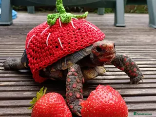 Tortoise reptiles Cherry head redfoot tortoise - Advert 7