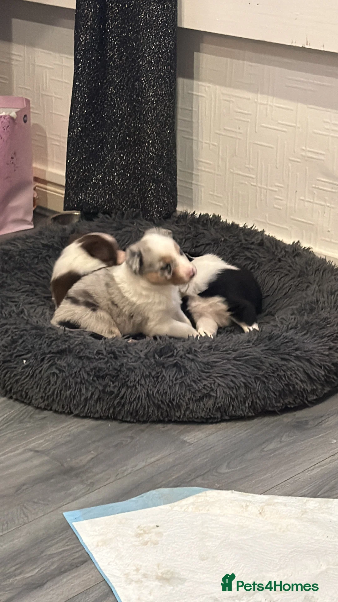 Mixed Breed dogs for sale: Stunning Border Collie Cross Puppies Family Raised - Advert 10
