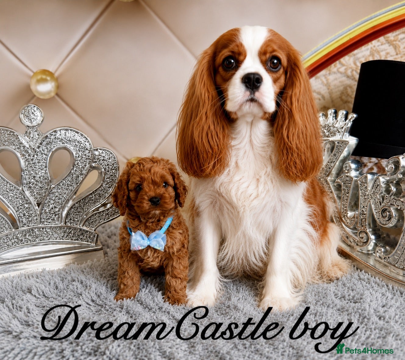 Cavapoo dogs Deep red Teddy Cavapoo ready now - Advert 1