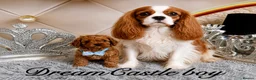 Cavapoo dogs for sale: Deep red Teddy Cavapoo ready now - Advert 1