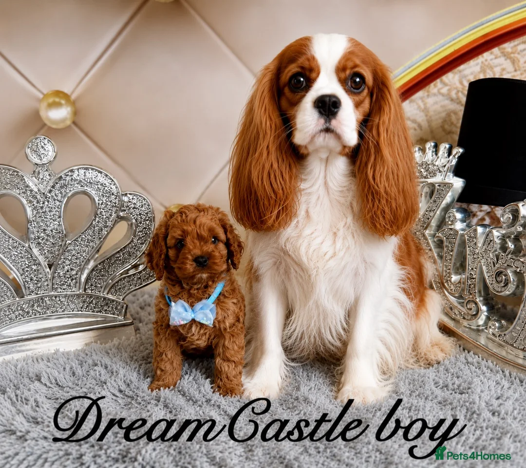 Cavapoo dogs for sale: Deep red Teddy Cavapoo ready now - Advert 1