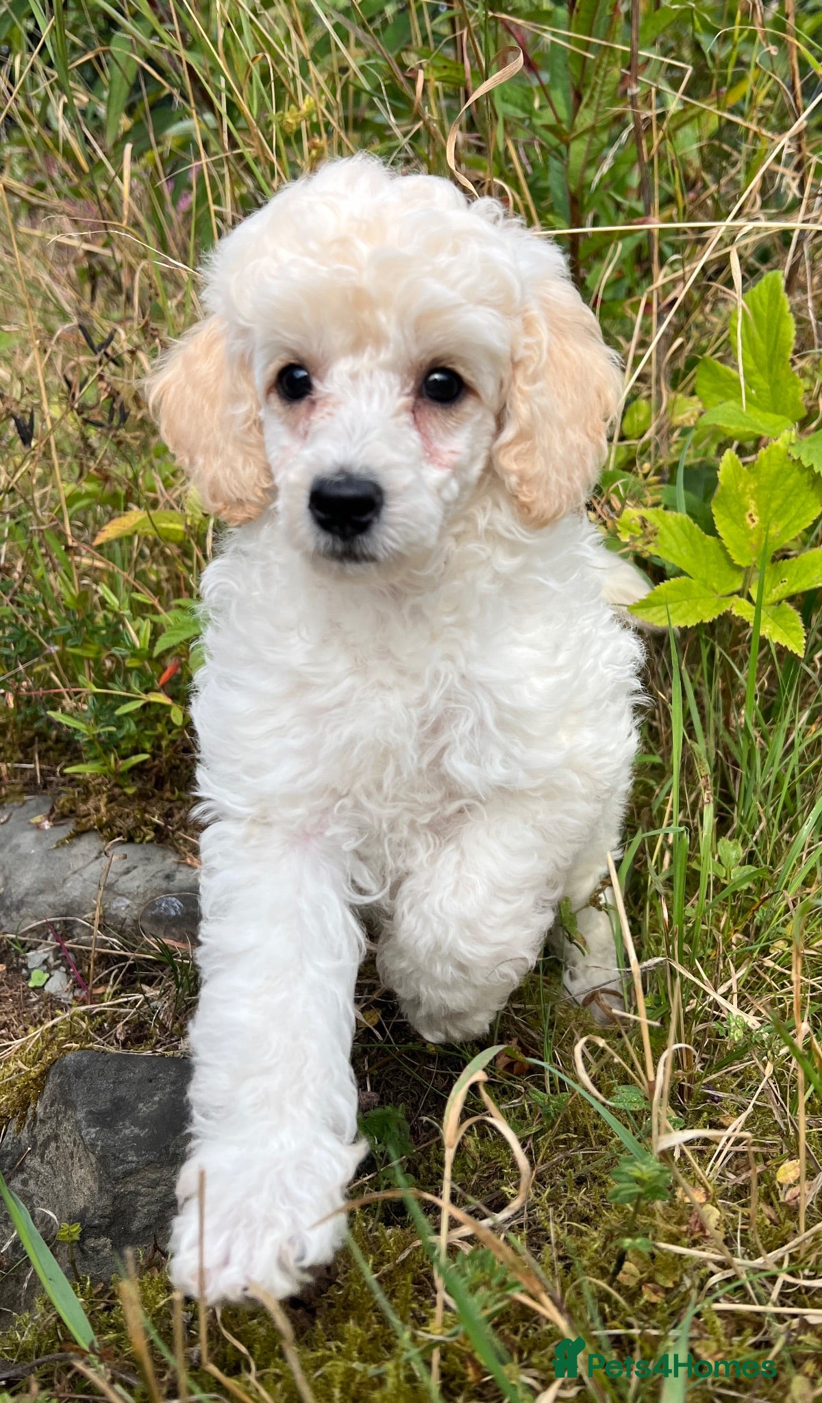 Toy Poodle dogs KC reg toy Poodles - Advert 2