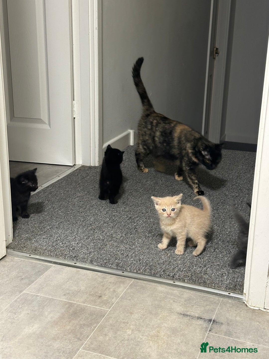 Mixed Breed cats for sale: Beautiful litter of playful kittens  - Advert 9