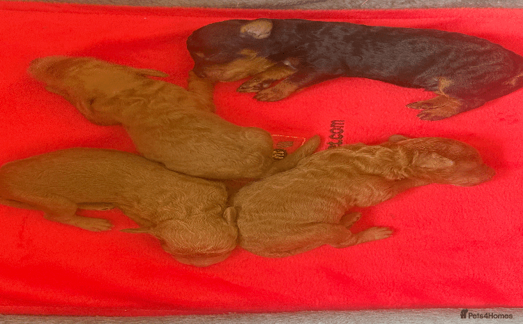 Labradoodle dogs - Advert 1