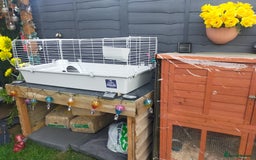 Guinea Pig rodents for sale: Pair of Guinea Pigs - Image 11