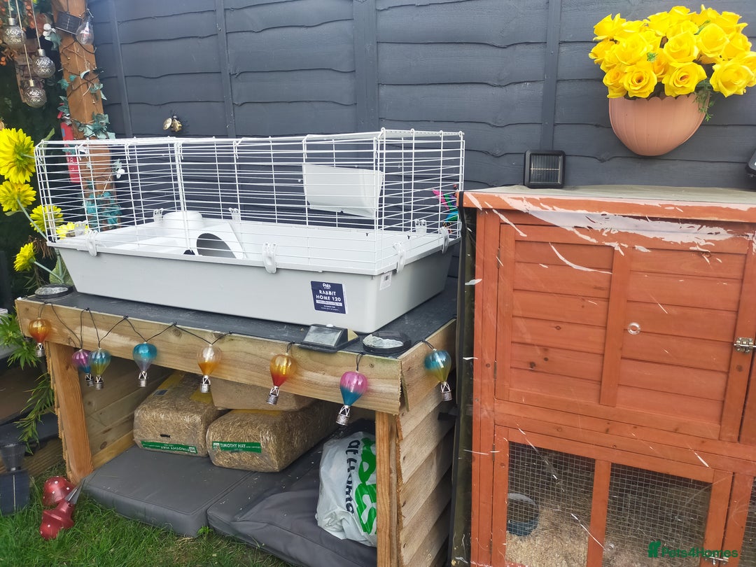 Guinea Pig rodents for sale: Pair of Guinea Pigs - Image 11