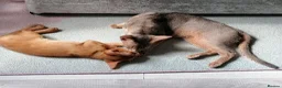 Abyssinian cats for sale: Abyssinian BOY & Looking for His Forever Family - Advert 11