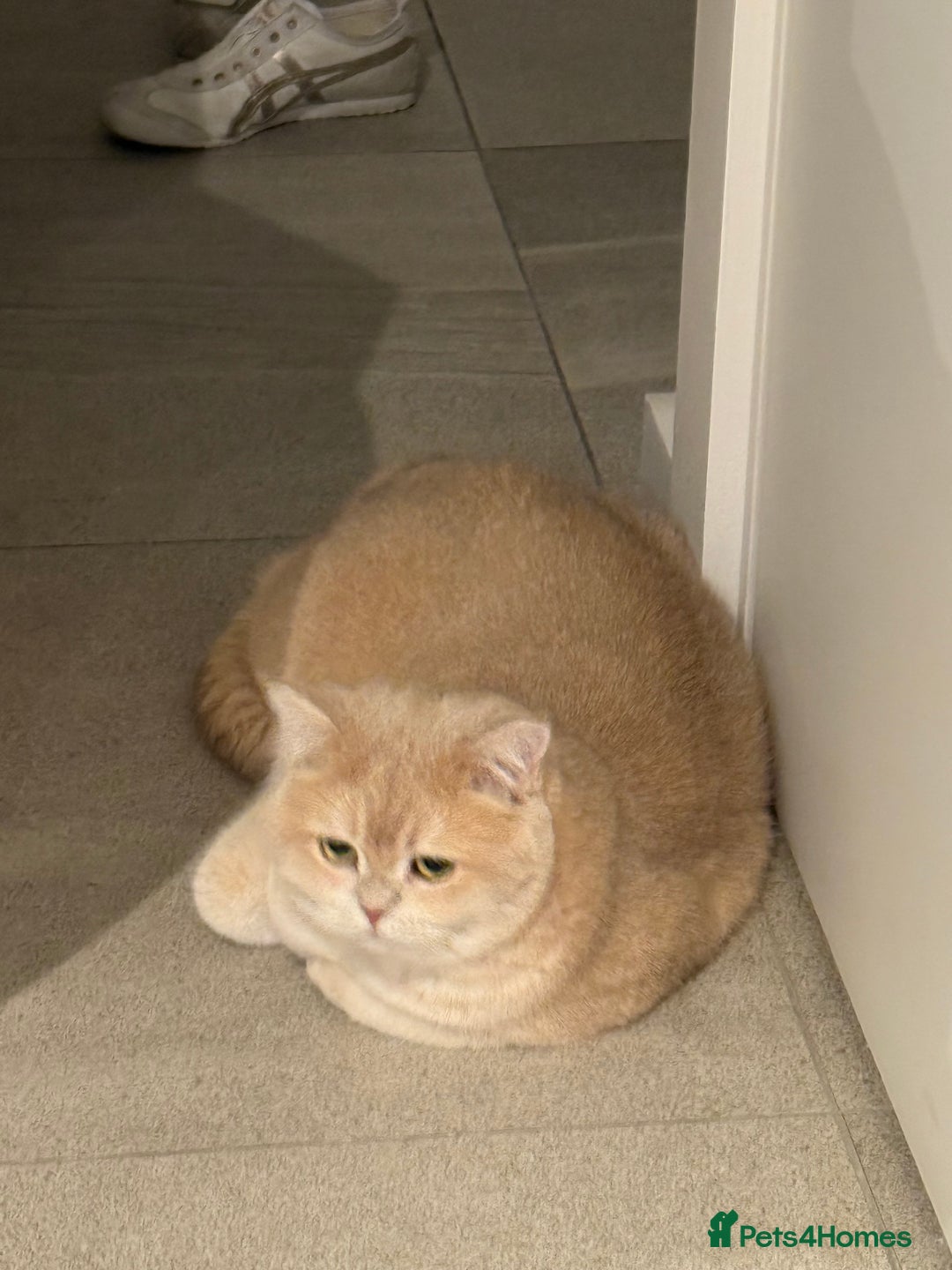 British Shorthair cats for sale: Sweetest 2 British shorthair boys seekingto rehome - Advert 11