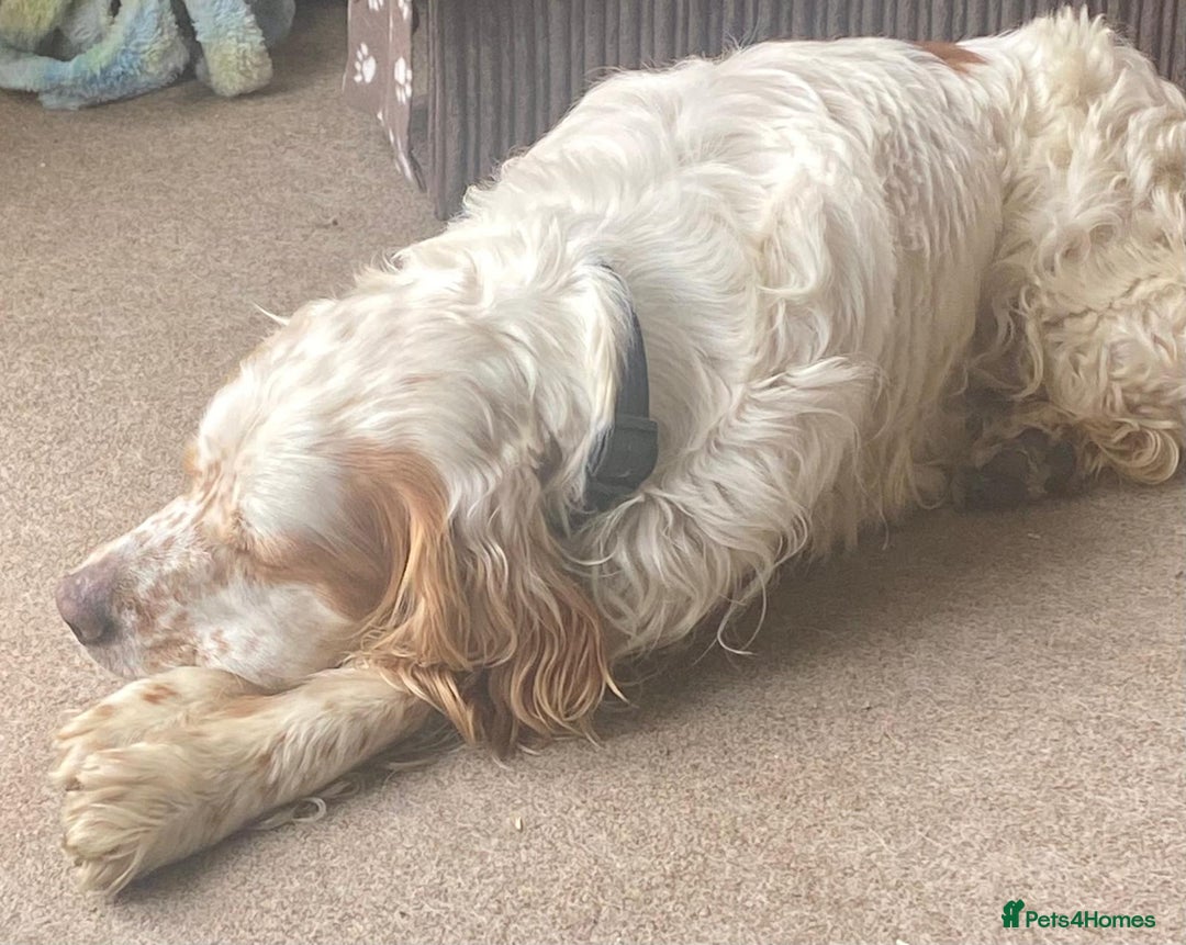 English Setter dogs for adoption: Dover in Woolacombe - Image 16