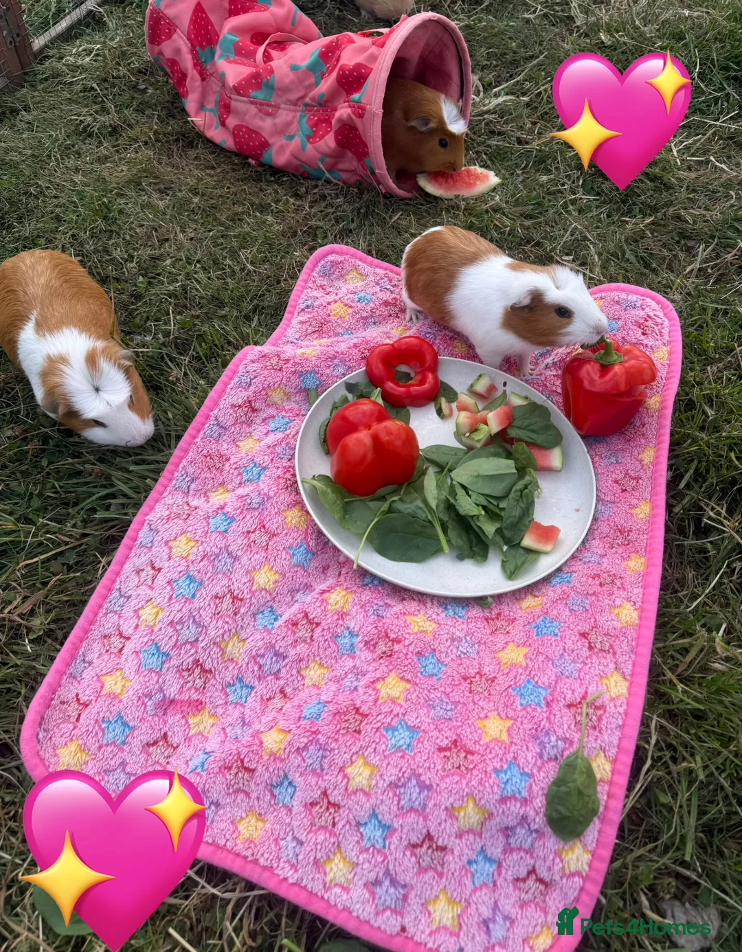 Guinea Pig rodents for sale: Baby guinea pigs  - Advert 1